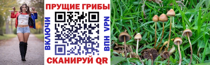 Купить  Бугульма  Галлюциногенные грибы мицелий 
